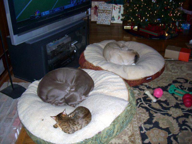 Bengal Cats with Dogs
